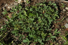 Sibbaldia parviflora