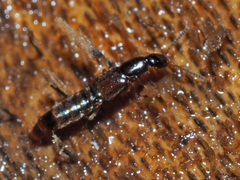 Gabrius splendidulus