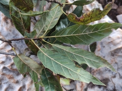 Quercus acutifolia