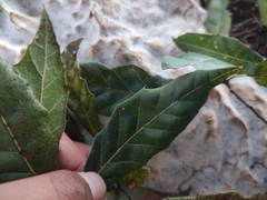 Quercus acutifolia