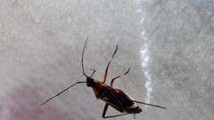 Closterocoris amoenus