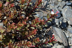 Epilobium porphyrium