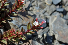 Epilobium porphyrium