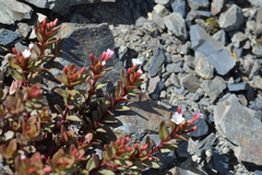 Epilobium porphyrium