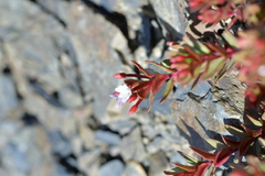 Epilobium porphyrium