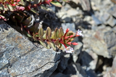Epilobium porphyrium