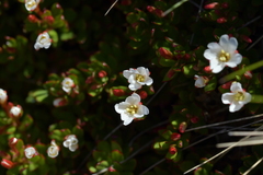 Epilobium rubro-marginatum