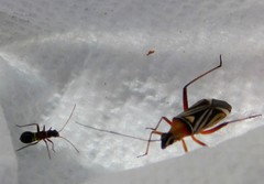 Closterocoris amoenus