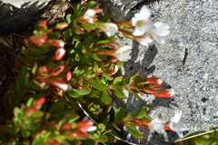 Epilobium rubro-marginatum