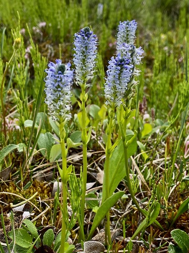 Lagotis glauca