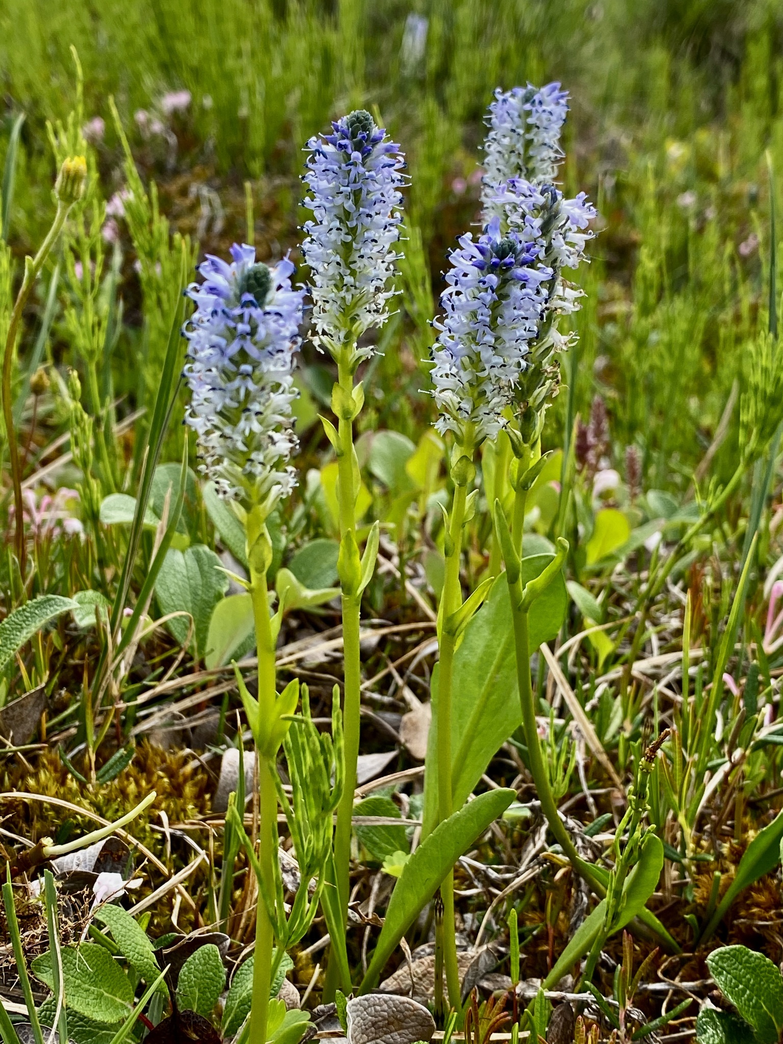 Lagotis glauca