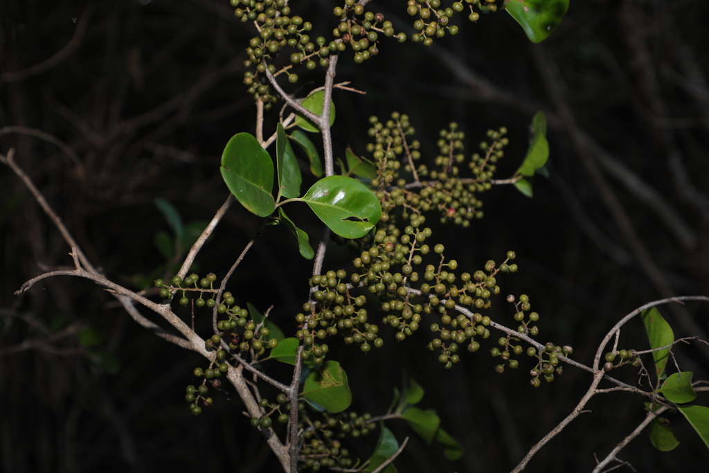 Embelia concinna