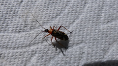 Closterocoris amoenus