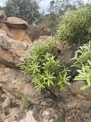 Euclea natalensis angustifolia