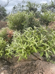 Euclea natalensis angustifolia