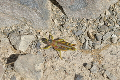 Brachaspis collinus