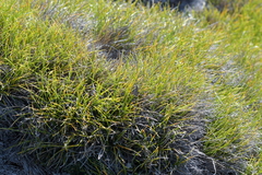 Orocrambus machaeristes