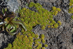 Orocrambus machaeristes