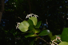 Ixora collina