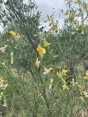 Crotalaria pallidicaulis