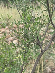 Crotalaria pallidicaulis
