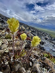 Castilleja hyperborea