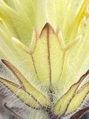 Castilleja hyperborea