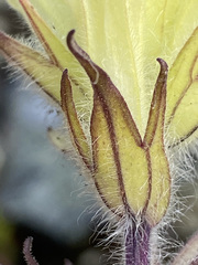 Castilleja hyperborea