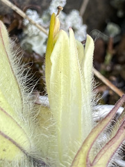 Castilleja hyperborea