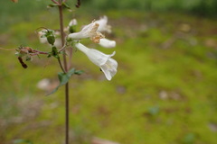 Penstemon arkansanus