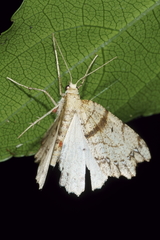 Chalastra pellurgata