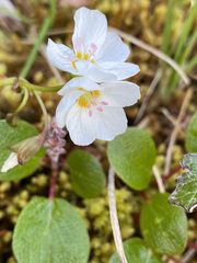 Claytonia tuberosa