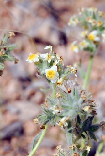 Image of Oreocarya paysonii by (c) Tom Kennedy, some rights reserved (CC BY)