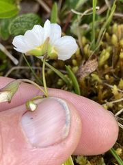 Claytonia tuberosa
