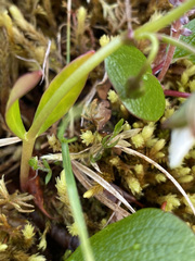 Claytonia tuberosa