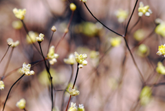 Eriogonum havardii