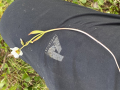 Claytonia tuberosa