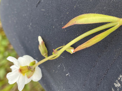 Claytonia tuberosa