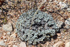 Eriogonum havardii