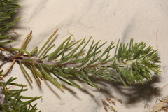 Nama carnosa