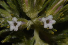 Nama carnosa