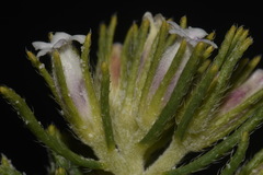 Nama carnosa