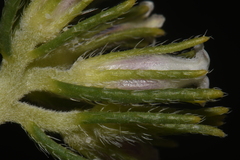 Nama carnosa