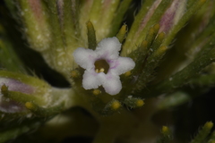 Nama carnosa
