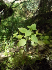 Hesperocnide tenella