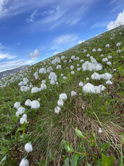 Eriophorum vaginatum vaginatum
