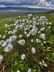 Eriophorum vaginatum vaginatum