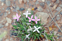 Houstonia rubra