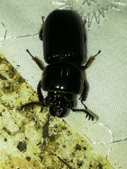 Odontotaenius