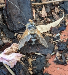 Microtropesa sinuata